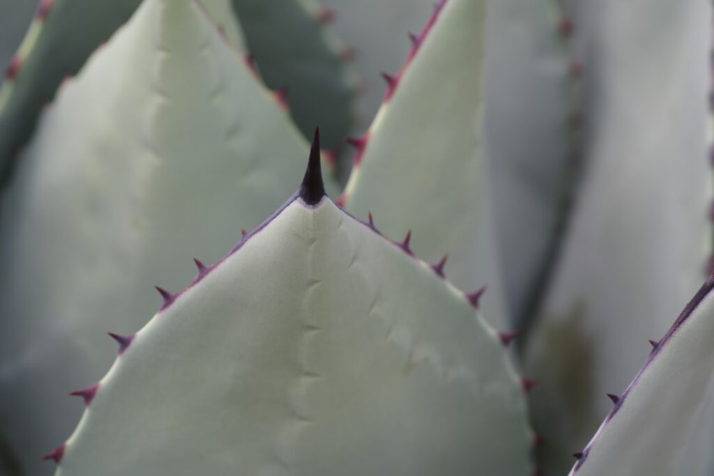 Hmm, I didn’t know that: Plants can actually ‘scream’ when stressed