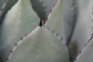 Photo Plants can actually scream