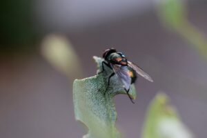 Photo Computer Bug