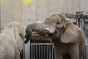 Photo communicate with animals