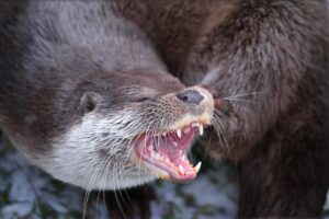 Photo Communicate with Animals