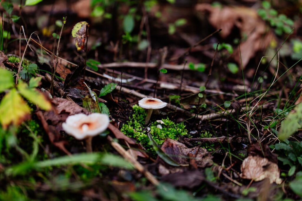 Hmm, I didn’t know that: Plants can communicate through underground fungal networks