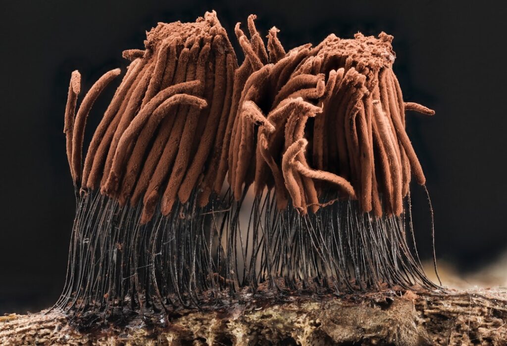 Hmm, I didn’t know that: The World’s Oldest Known Living Organism is a Fungus Spanning Miles