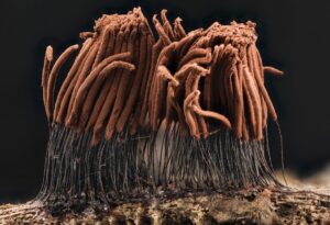 Photo Oldest Known Living Organism