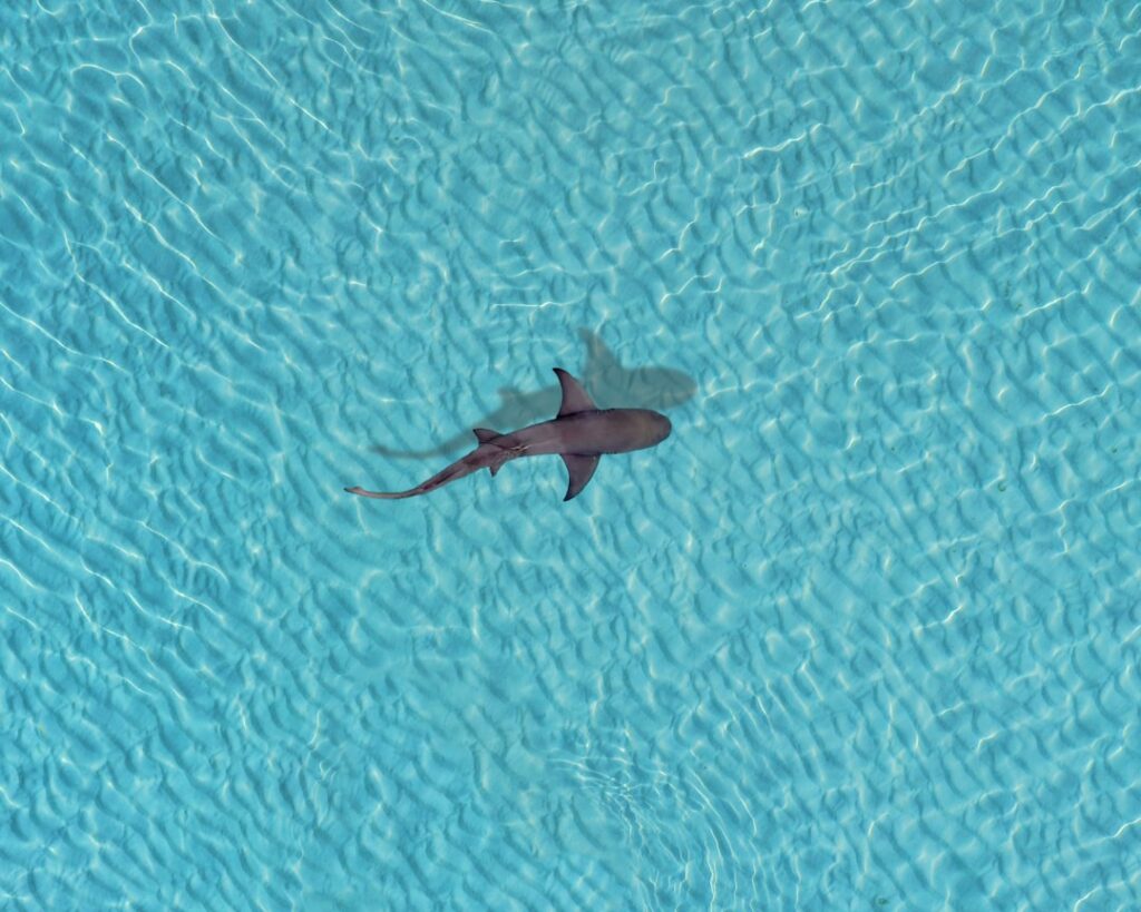 Hmm, I didn’t know that: Sharks are the Biggest Threat to the Internet