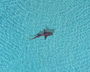 Photo Sharks