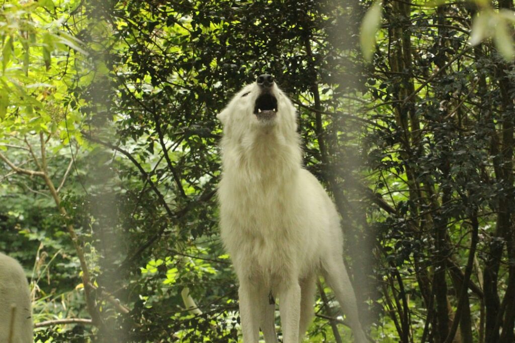 What if: We could communicate with animals using neural links?